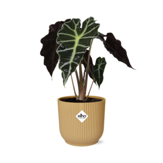 Alocasia ‘Polly’ in ELHO Vibes Fold 14cm geel