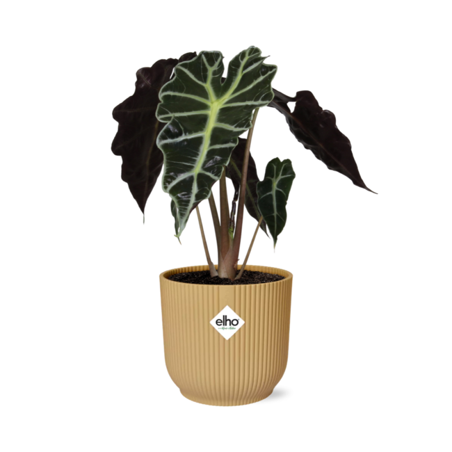 Alocasia ‘Polly’ in ELHO Vibes Fold 14cm geel