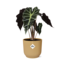 Alocasia ‘Polly’ in ELHO Vibes Fold 14cm geel