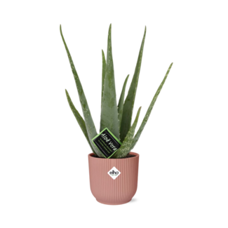 Aloe Vera 12cm in ELHO Vibes Fold 14cm roze