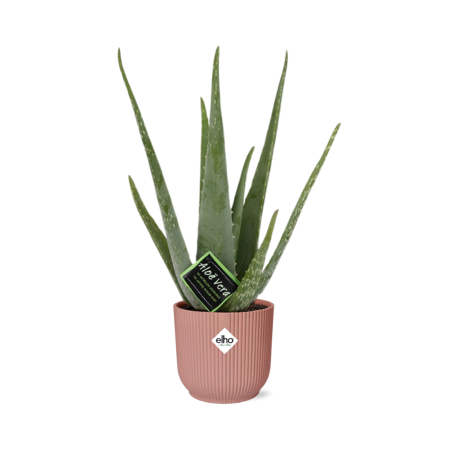 Aloe Vera 12cm in ELHO Vibes Fold 14cm roze