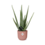 Aloe Vera 12cm in ELHO Vibes Fold 14cm roze