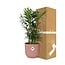 Chamaedorea Elegans in ELHO Vibes Fold 14cm roze