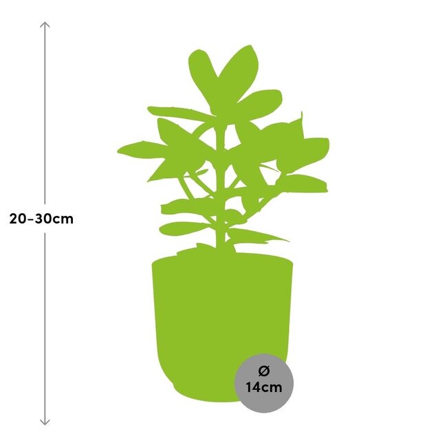 Clusia Princess in ELHO Vibes Fold 14cm roze