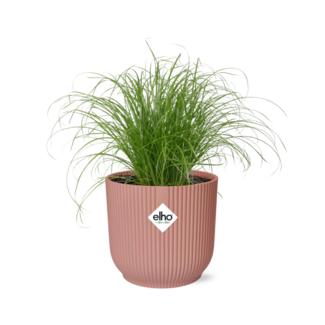 Cyperus Alternifolius Zumula in ELHO Vibes Fold 14cm roze