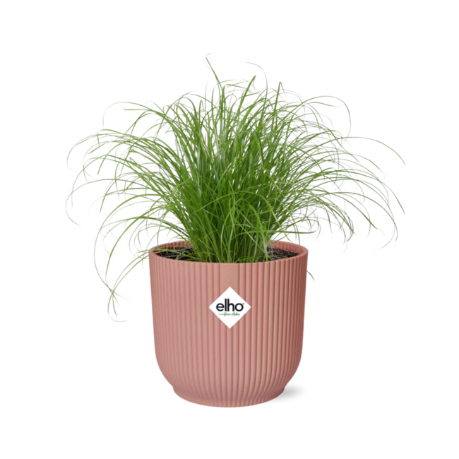 Cyperus Alternifolius Zumula in ELHO Vibes Fold 14cm roze