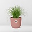 Cyperus Alternifolius Zumula in ELHO Vibes Fold 14cm roze