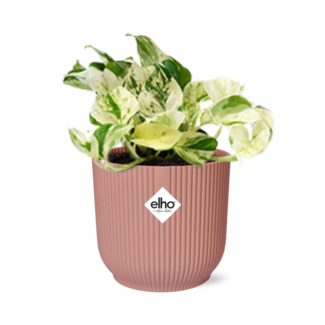 Epipremnum Pinnatum Happy Leaf in ELHO Vibes Fold 14cm roze