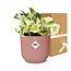 Epipremnum Pinnatum Happy Leaf in ELHO Vibes Fold 14cm roze