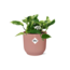 Scindapsus (Epipremnum) Marble Queen in ELHO Vibes Fold 14cm roze