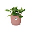 Scindapsus (Epipremnum) Marble Queen in ELHO Vibes Fold 14cm roze