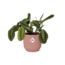 Maranta Leuconeura ‘Fascinator’ Tricolor in ELHO Vibes Fold 14cm roze