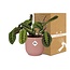 Maranta Leuconeura ‘Fascinator’ Tricolor in ELHO Vibes Fold 14cm roze