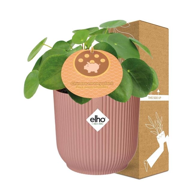 Mother's Day - Pilea Peperomioides 12cm in ELHO Vibes Fold 14cm roze
