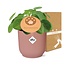 Mother's Day - Pilea Peperomioides 12cm in ELHO Vibes Fold 14cm roze