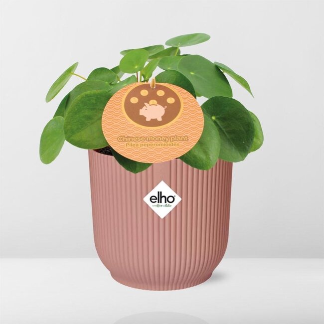 Mother's Day - Pilea Peperomioides 12cm in ELHO Vibes Fold 14cm roze