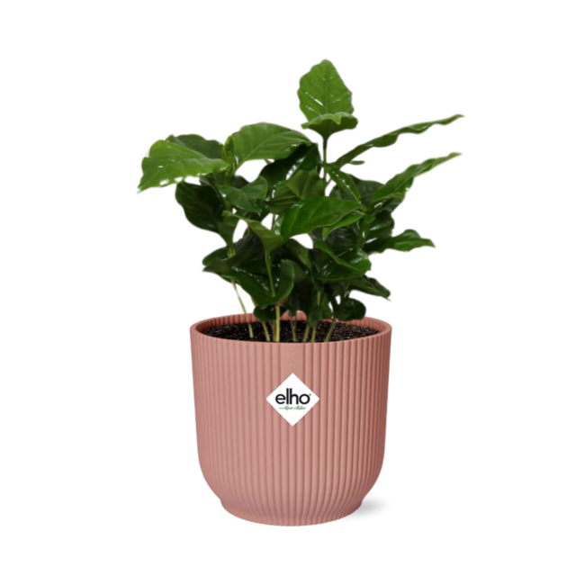 Coffea Arabica in ELHO Vibes Fold 14cm roze