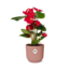 Anthurium Red 12cm in ELHO Vibes Fold 14cm roze