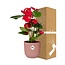 Anthurium Red 12cm in ELHO Vibes Fold 14cm roze