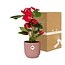 Anthurium Red 12cm in ELHO Vibes Fold 14cm roze