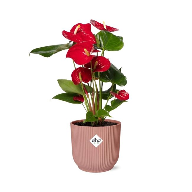 Anthurium Red 12cm in ELHO Vibes Fold 14cm roze