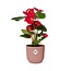 Anthurium Red 12cm in ELHO Vibes Fold 14cm roze