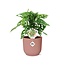 Monstera ‘Monkey Leaf’ in ELHO Vibes Fold 14cm roze