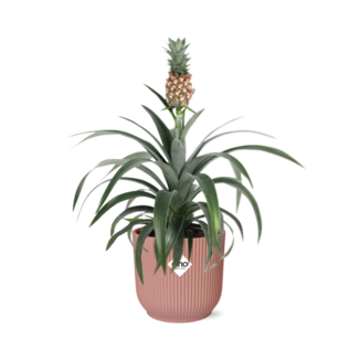 Mother's Day - Ananas Mi Amigo in ELHO Vibes Fold 14cm roze