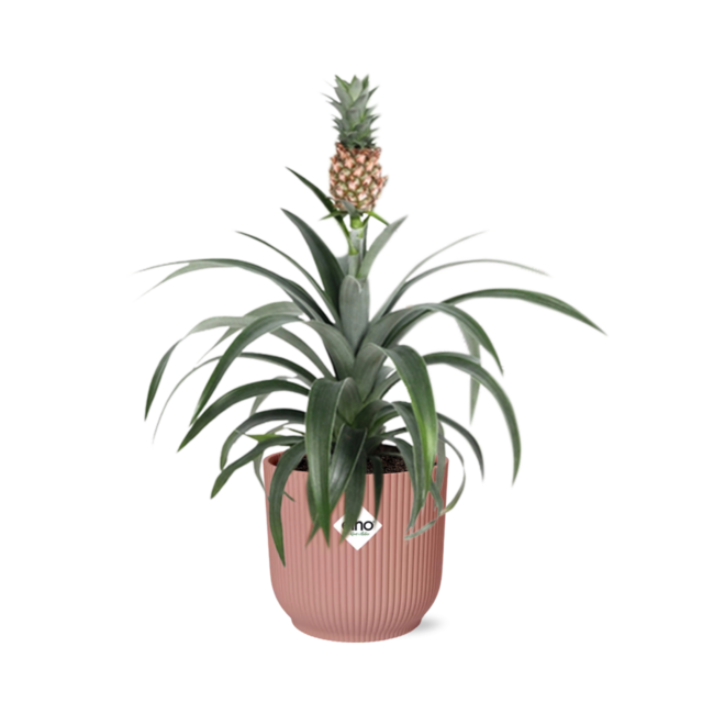 Mother's Day - Ananas Mi Amigo in ELHO Vibes Fold 14cm roze