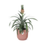 Mother's Day - Ananas Mi Amigo in ELHO Vibes Fold 14cm roze