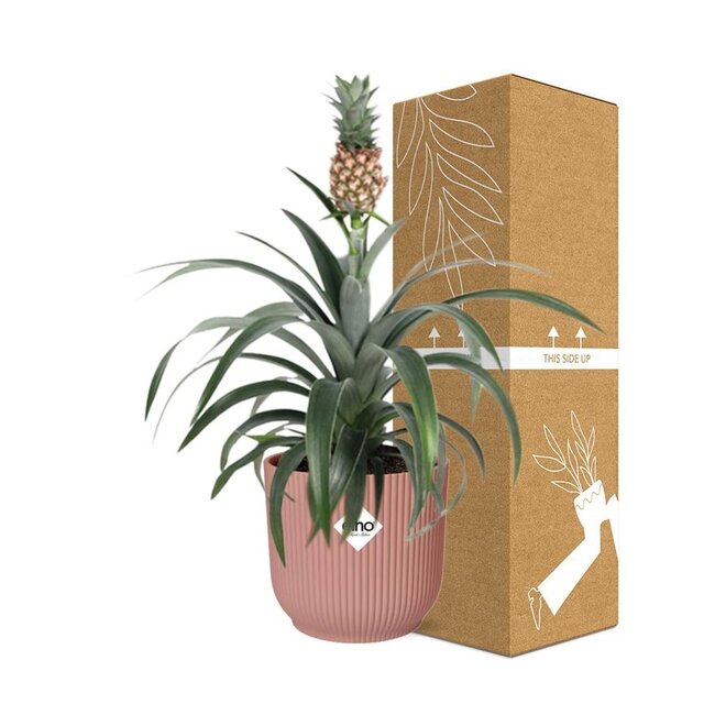 Mother's Day - Ananas Mi Amigo in ELHO Vibes Fold 14cm roze