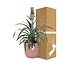 Mother's Day - Ananas Mi Amigo in ELHO Vibes Fold 14cm roze