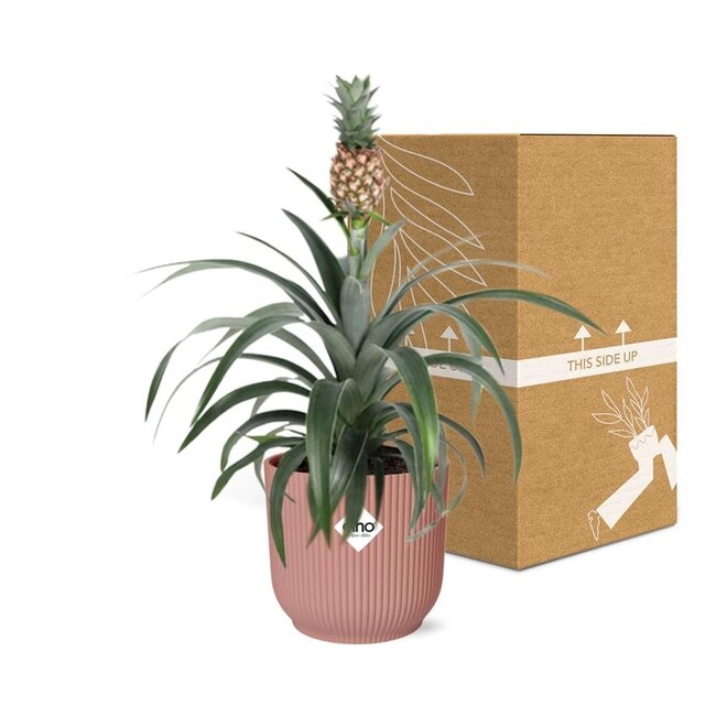 Mother's Day - Ananas Mi Amigo in ELHO Vibes Fold 14cm roze