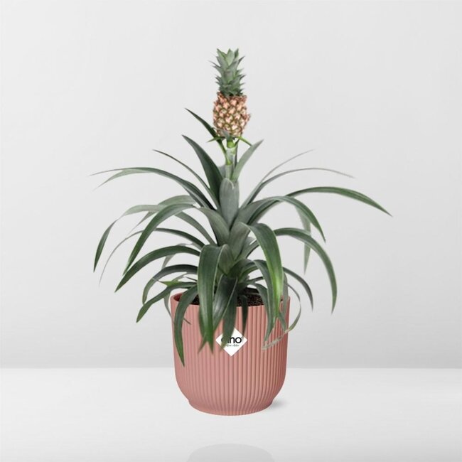 Mother's Day - Ananas Mi Amigo in ELHO Vibes Fold 14cm roze