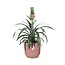Mother's Day - Ananas Mi Amigo in ELHO Vibes Fold 14cm roze