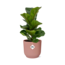 Ficus Lyrata ‘Bambino’ in ELHO Vibes Fold 14cm roze