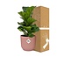 Ficus Lyrata ‘Bambino’ in ELHO Vibes Fold 14cm roze