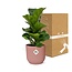 Ficus Lyrata ‘Bambino’ in ELHO Vibes Fold 14cm roze