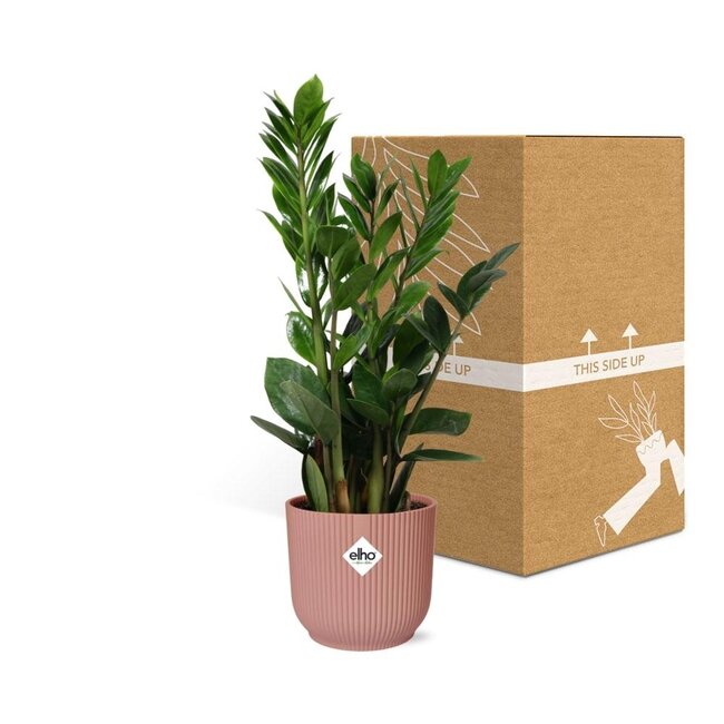 Zamioculcas – Hoogte 45-50 in ELHO Vibes Vouw 14cm roze