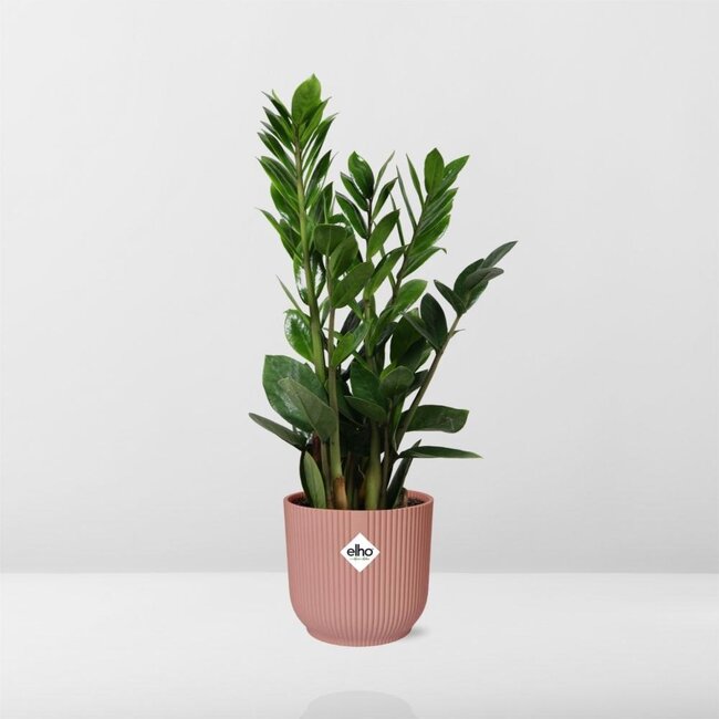 Zamioculcas – Hoogte 45-50 in ELHO Vibes Vouw 14cm roze