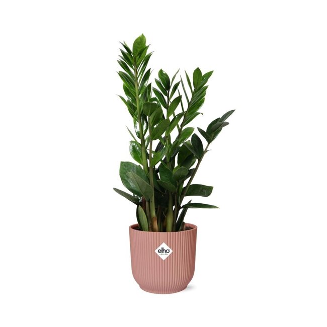 Zamioculcas – Hoogte 45-50 in ELHO Vibes Vouw 14cm roze