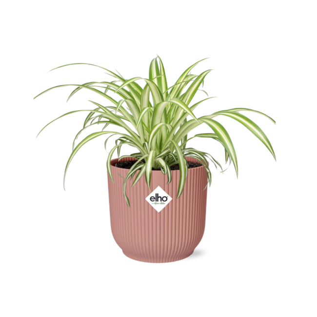 Chlorophytum Comosum Variegatum in ELHO Vibes Fold 14cm roze