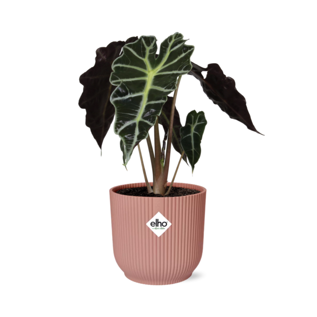 Alocasia 'Polly' in ELHO Vibes Fold 14cm roze