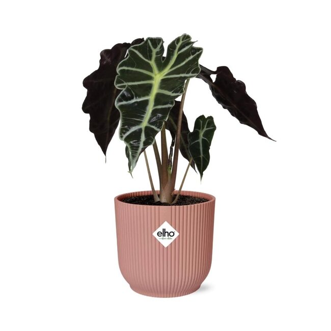 Alocasia 'Polly' in ELHO Vibes Fold 14cm roze