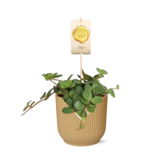 Peperomia 'Hope' in ELHO Vibes Fold 14cm geel
