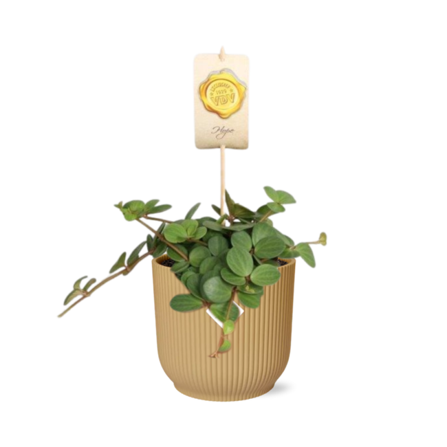 Peperomia 'Hope' in ELHO Vibes Fold 14cm geel