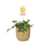 Peperomia 'Hope' in ELHO Vibes Fold 14cm geel