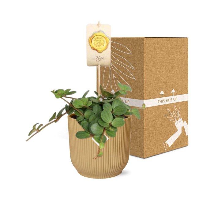 Peperomia 'Hope' in ELHO Vibes Fold 14cm geel