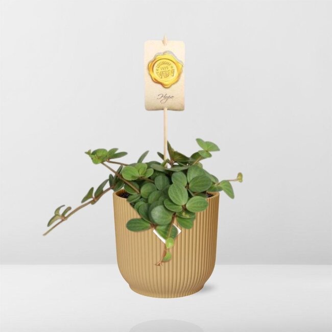 Peperomia 'Hope' in ELHO Vibes Fold 14cm geel