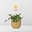 Peperomia 'Hope' in ELHO Vibes Fold 14cm geel